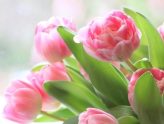 С праздником Весны!